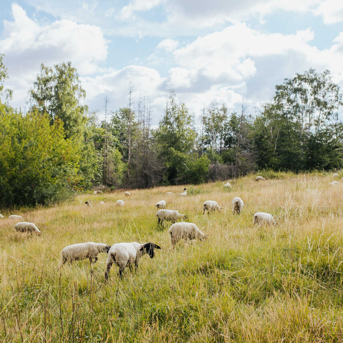 weidende Schafe auf einem Trockenrasen